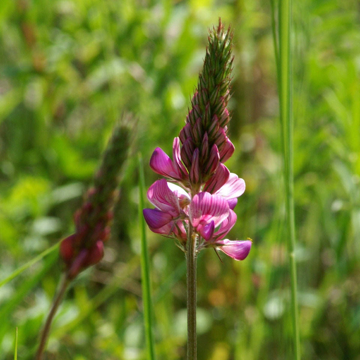 Saat-Esparsette (Onobrychis viciifolia) – FuturePlanter