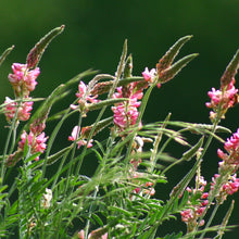 Lade das Bild in den Galerie-Viewer, Saat-Esparsette (Onobrychis viciifolia)