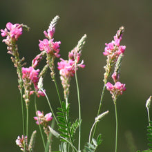 Lade das Bild in den Galerie-Viewer, Saat-Esparsette (Onobrychis viciifolia)
