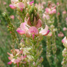 Lade das Bild in den Galerie-Viewer, Saat-Esparsette (Onobrychis viciifolia)