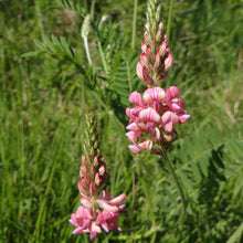Lade das Bild in den Galerie-Viewer, Saat-Esparsette (Onobrychis viciifolia)