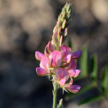 Lade das Bild in den Galerie-Viewer, Saat-Esparsette (Onobrychis viciifolia)