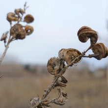 Lade das Bild in den Galerie-Viewer, Saat-Luzerne Saamenstände (Medicago sativa)