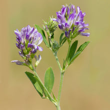 Lade das Bild in den Galerie-Viewer, Gartenidylle St. Gallen - Wildstauden-Set für Wildbienen und Schmetterlinge
