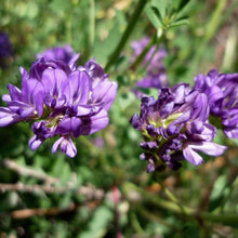 Lade das Bild in den Galerie-Viewer, Saat-Luzerne (Medicago sativa)