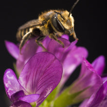 Lade das Bild in den Galerie-Viewer, Saat-Luzerne (Medicago sativa)