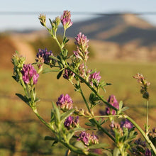 Lade das Bild in den Galerie-Viewer, Saat-Luzerne (Medicago sativa)