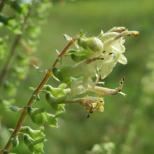 Lade das Bild in den Galerie-Viewer, Salbei-Gamander (Teucrium scorodonia)