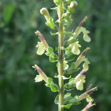 Lade das Bild in den Galerie-Viewer, Salbei-Gamander (Teucrium scorodonia)