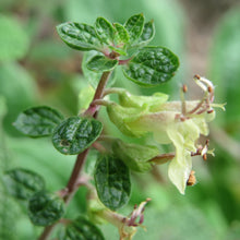 Lade das Bild in den Galerie-Viewer, Salbei-Gamander (Teucrium scorodonia)