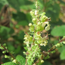 Lade das Bild in den Galerie-Viewer, Salbei-Gamander (Teucrium scorodonia)