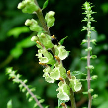Lade das Bild in den Galerie-Viewer, Salbei-Gamander (Teucrium scorodonia)
