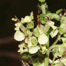 Lade das Bild in den Galerie-Viewer, Salbei-Gamander (Teucrium scorodonia)