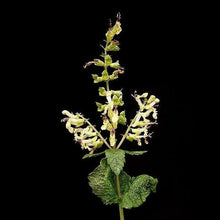 Lade das Bild in den Galerie-Viewer, Salbei-Gamander (Teucrium scorodonia)