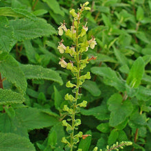 Lade das Bild in den Galerie-Viewer, Salbei-Gamander (Teucrium scorodonia)