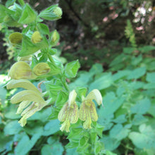 Lade das Bild in den Galerie-Viewer, Klebrige Salbei (Salvia glutinosa)