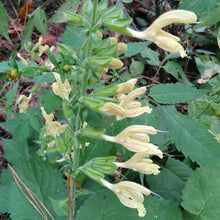 Lade das Bild in den Galerie-Viewer, Klebrige Salbei (Salvia glutinosa)