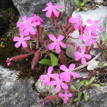 Lade das Bild in den Galerie-Viewer, Rotes Seifenkraut (Saponaria ocymoides)