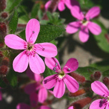 Lade das Bild in den Galerie-Viewer, Rotes Seifenkraut (Saponaria ocymoides)