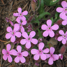 Lade das Bild in den Galerie-Viewer, Rotes Seifenkraut (Saponaria ocymoides)
