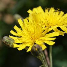 Lade das Bild in den Galerie-Viewer, Savoyer Habichtskraut (Hieracium sabaudum)