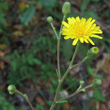 Lade das Bild in den Galerie-Viewer, Savoyer Habichtskraut (Hieracium sabaudum)