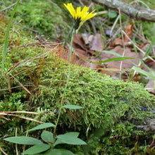 Lade das Bild in den Galerie-Viewer, Savoyer Habichtskraut (Hieracium sabaudum)
