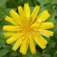 Lade das Bild in den Galerie-Viewer, Savoyer Habichtskraut (Hieracium sabaudum)