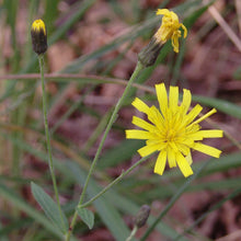 Lade das Bild in den Galerie-Viewer, Savoyer Habichtskraut (Hieracium sabaudum)