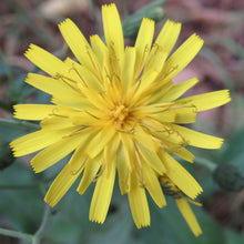 Lade das Bild in den Galerie-Viewer, Savoyer Habichtskraut (Hieracium sabaudum)