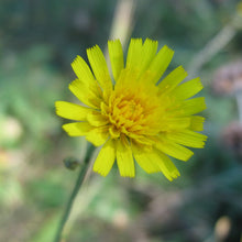 Lade das Bild in den Galerie-Viewer, Savoyer Habichtskraut (Hieracium sabaudum)