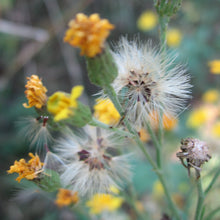 Lade das Bild in den Galerie-Viewer, Savoyer Habichtskraut (Hieracium sabaudum)