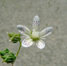 Lade das Bild in den Galerie-Viewer, Rundblättriger Steinbrech (Saxifraga rotundifolia)