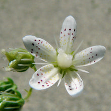 Lade das Bild in den Galerie-Viewer, Rundblättriger Steinbrech (Saxifraga rotundifolia)