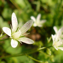 Lade das Bild in den Galerie-Viewer, Rundblättriger Steinbrech (Saxifraga rotundifolia)