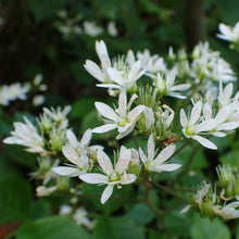 Lade das Bild in den Galerie-Viewer, Rundblättriger Steinbrech (Saxifraga rotundifolia)
