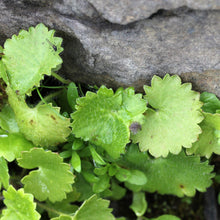 Lade das Bild in den Galerie-Viewer, Rundblättriger Steinbrech (Saxifraga rotundifolia)