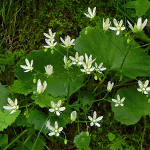 Lade das Bild in den Galerie-Viewer, Rundblättriger Steinbrech (Saxifraga rotundifolia)