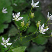 Lade das Bild in den Galerie-Viewer, Rundblättriger Steinbrech (Saxifraga rotundifolia)