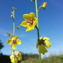 Lade das Bild in den Galerie-Viewer, Schaben-Königskerze Verbascum blattaria