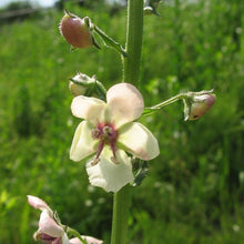 Lade das Bild in den Galerie-Viewer, Schaben-Königskerze Verbascum blattaria