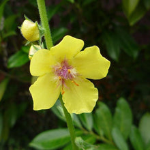 Lade das Bild in den Galerie-Viewer, Schaben-Königskerze Verbascum blattaria