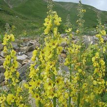 Lade das Bild in den Galerie-Viewer, Schaben-Königskerze Verbascum blattaria