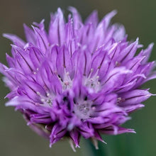 Lade das Bild in den Galerie-Viewer, Schnittlauch (Allium schoenoprasum)