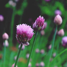 Lade das Bild in den Galerie-Viewer, Schnittlauch (Allium schoenoprasum)
