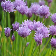 Lade das Bild in den Galerie-Viewer, Schnittlauch (Allium schoenoprasum)