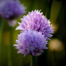 Lade das Bild in den Galerie-Viewer, Schnittlauch (Allium schoenoprasum)