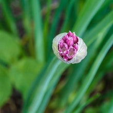 Lade das Bild in den Galerie-Viewer, Schnittlauch (Allium schoenoprasum)