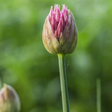 Lade das Bild in den Galerie-Viewer, Schnittlauch (Allium schoenoprasum)