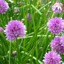 Lade das Bild in den Galerie-Viewer, Schnittlauch (Allium schoenoprasum)